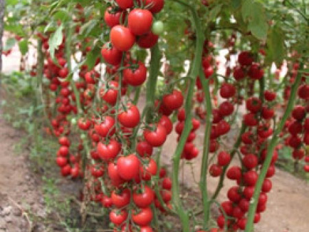 多喜抗TY樱桃番茄