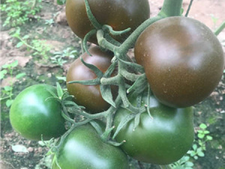 番茄种子——黑钻