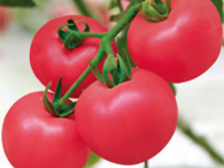 番茄种子——新凯旋