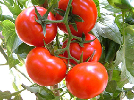 番茄种子——抗TY病毒番茄种子思想者968