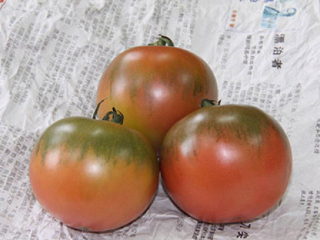 番茄种子——噶啦番茄