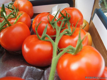 抗TY大红番茄——博尔特