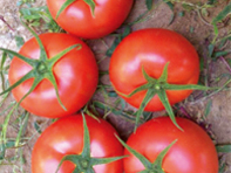 番茄种子——思想者1018F1