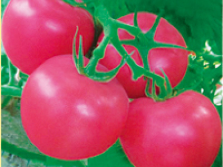 番茄种子---凯骐F1