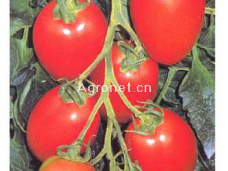 番茄种子——罗曼娜