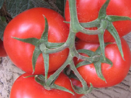 番茄种子——以色列67号