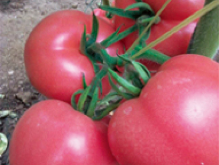 番茄种子——福满多F1