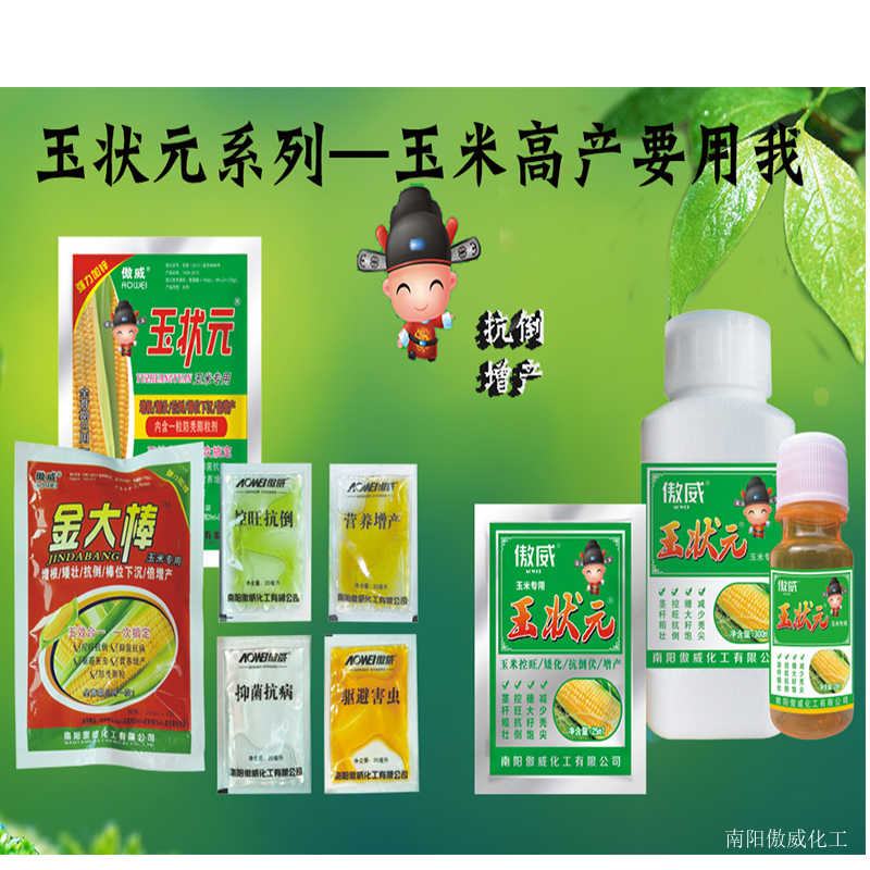玉狀元金大棒玉米高產(chǎn)系列—新疆的客戶再傳捷報來！