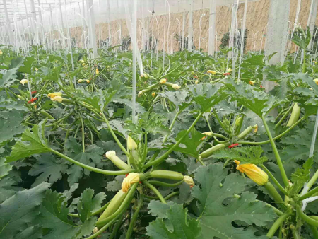西葫芦什么时候播种？