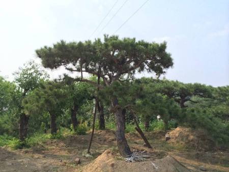造型黑松树