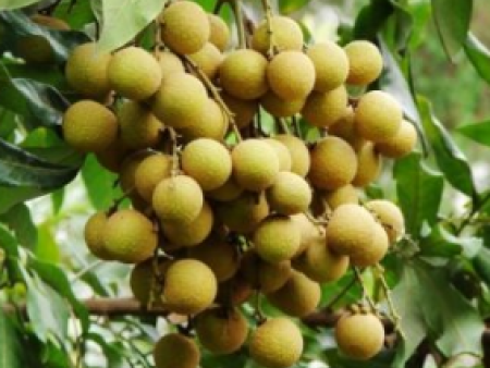 莆田龙眼