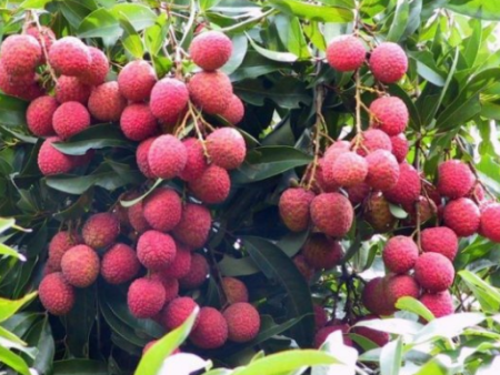 莆田荔枝