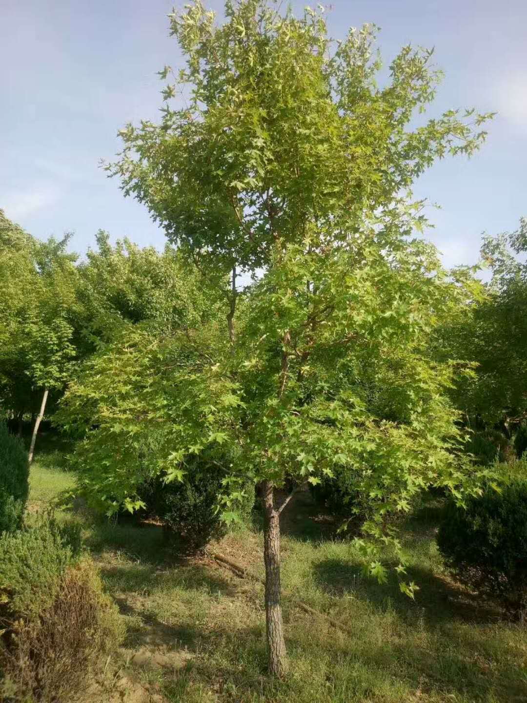 五角楓苗木從播種到培育成長的過程