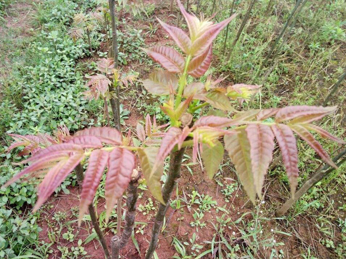露天红香椿