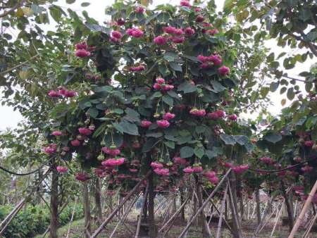 微信图片_20180926150833