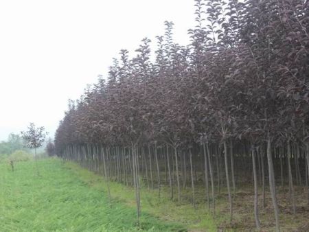 兰州乔木类苗木-香樟树的种植技术