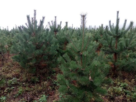 兰州松柏苗木-给苗木越冬防寒的主要技术措施