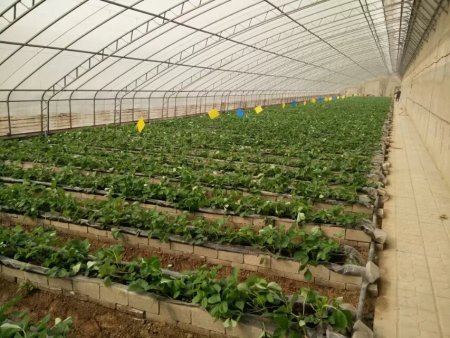 冷暖空气交替的环境如何管理温室蔬菜
