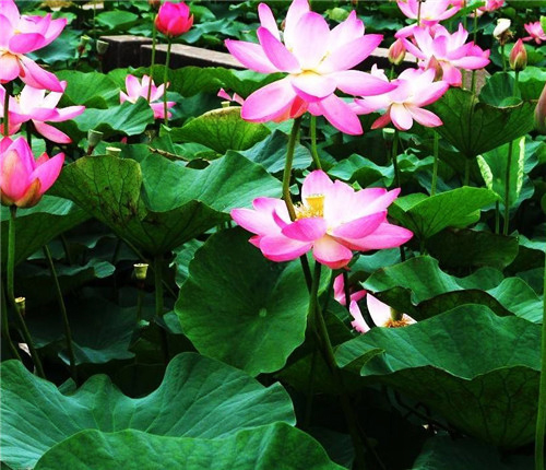 成都荷花批發-水生植物形態特征