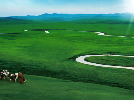 肉牛的养殖技术