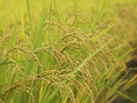 使用冲施肥有哪些注意事项