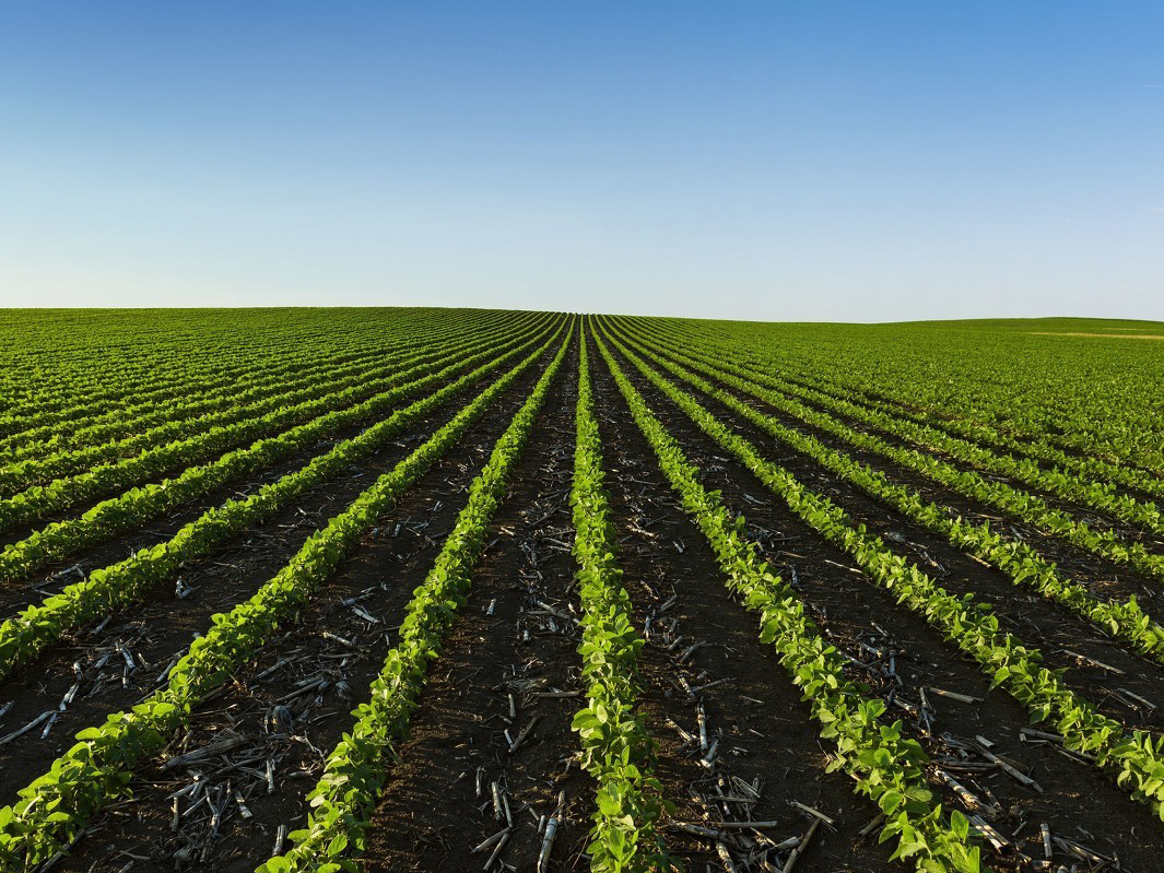 使用水溶肥的技巧与方法