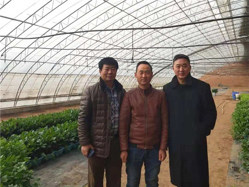 楊凌綠陽禮品菜基地蔬菜長勢喜人