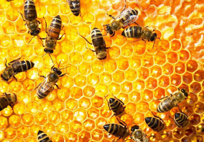 在食品領(lǐng)域中油菜花粉的技術(shù)應(yīng)用（三）