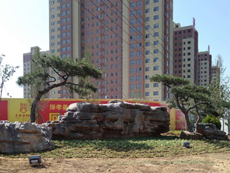 造型黑松河南施工