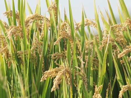 大量元素水溶肥中磷对农作物的作用