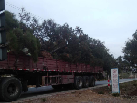 造型油松发往陕西