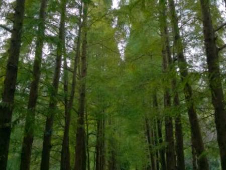 QQ截图20181217104018