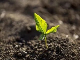 微生物有機肥料的價值你真的知道嗎？
