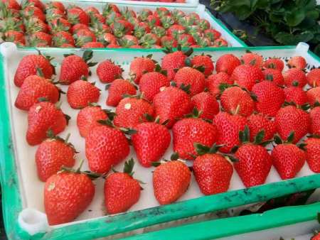 东港市草莓采摘园