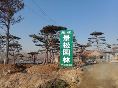 山东莱芜彤晖景松园林销售-必威betway|体育投注松树,景观松,必威betway|体育投注黑松,泰山景松,泰山迎客松