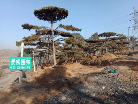 造型松 造型松
