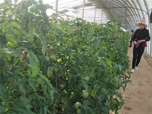 楊凌綠陽禮品菜，億萬級企業家的選擇！