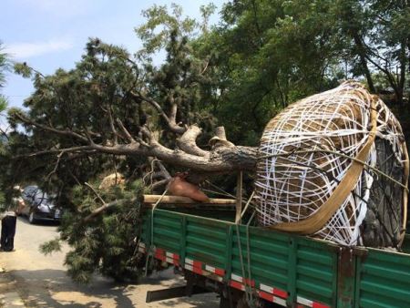 平頂松趕往施工現(xiàn)場(chǎng)