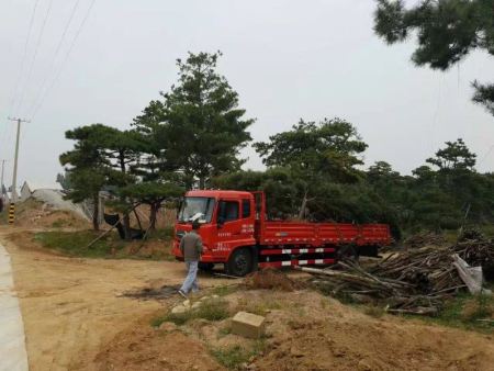 景觀松裝車完畢