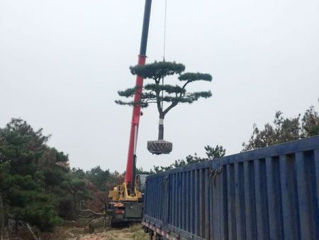 泰山迎客松吊車上苗