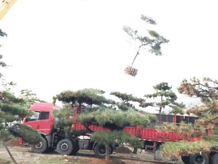 大型古松裝貨中