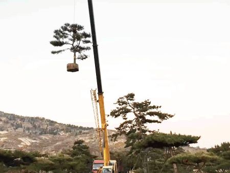 造型松基地專業(yè)裝車