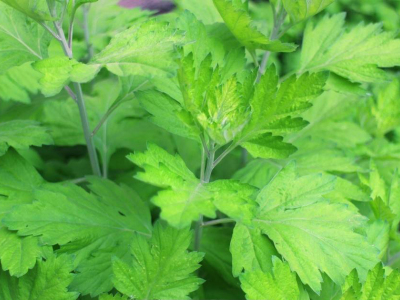 艾條批發(fā)-艾條價(jià)格-艾絨廠(chǎng)家-南陽(yáng)市漢艾艾制品有限公司