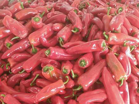 红泡椒
