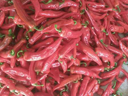 红尖椒