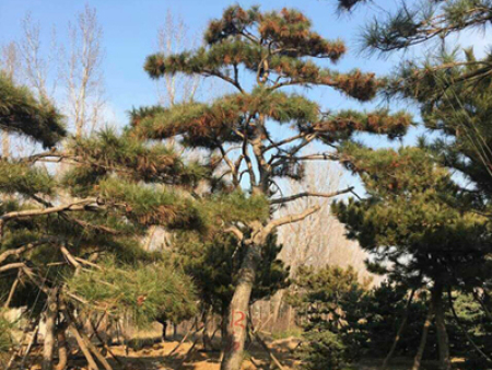 景松
