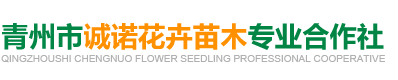 青州市诚诺花卉苗木专业合作社