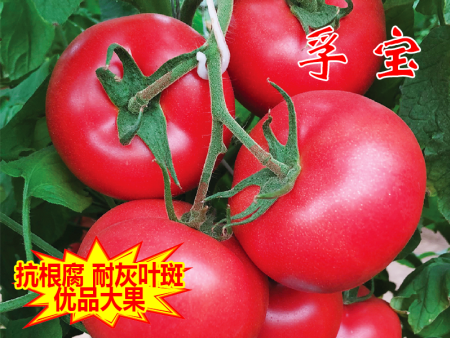 孚宝