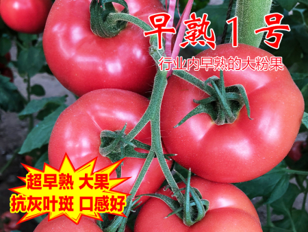 早熟一号