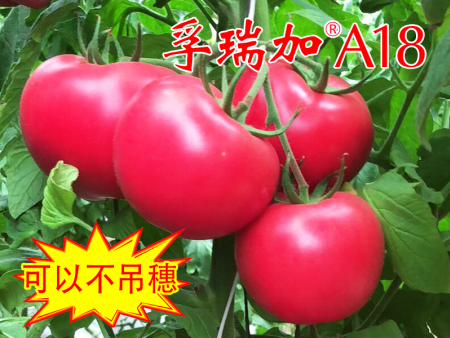 孚瑞加A18